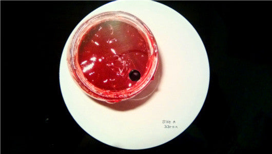 Animal Collective : Strawberry Jam (2xLP, Album, Ltd)